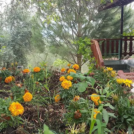 Kaz Daglari Albatross Dag Evleri 公寓式酒店 古雷