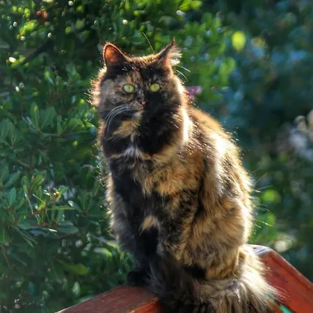 公寓式酒店 Kaz Daglari Albatross Dag Evleri *