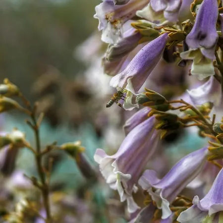 公寓式酒店 Kaz Daglari Albatross Dag Evleri