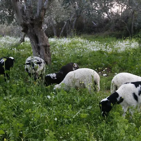 Kaz Daglari Albatross Dag Evleri 公寓式酒店 古雷