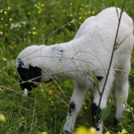 公寓式酒店 Kaz Daglari Albatross Dag Evleri 古雷