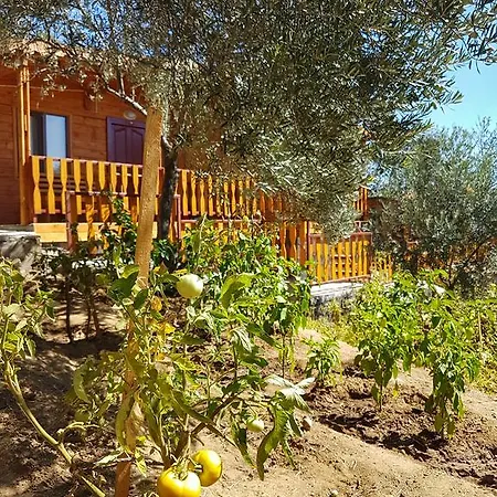 公寓式酒店 Kaz Daglari Albatross Dag Evleri *