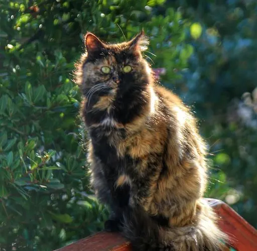 Aparthotel Kaz Daglari Albatross Dag Evleri *