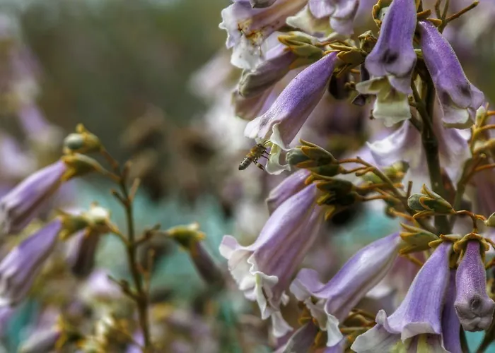 Aparthotel Kaz Daglari Albatross Dag Evleri