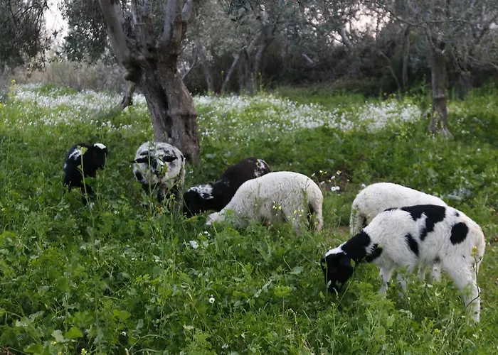 Kaz Daglari Albatross Dag Evleri Aparthotel Gure