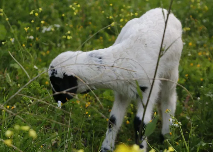 Aparthotel Kaz Daglari Albatross Dag Evleri Gure