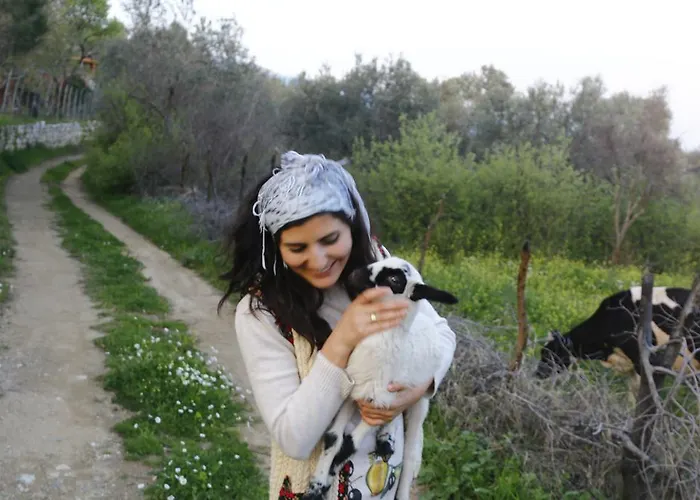 Kaz Daglari Albatross Dag Evleri